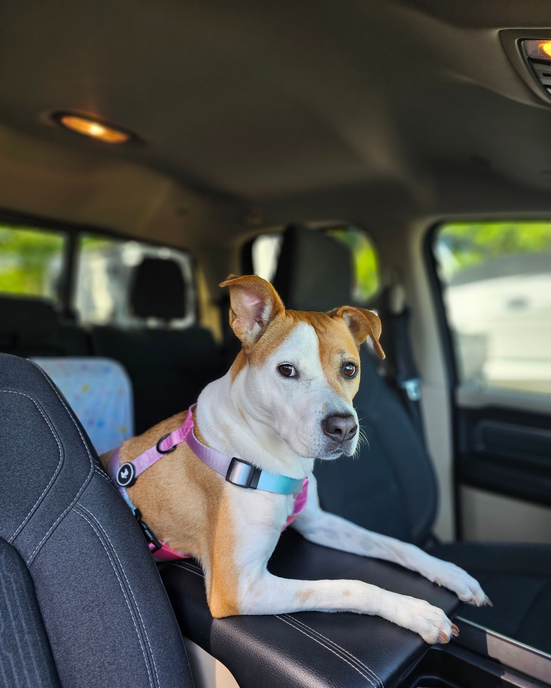 A real dog wearing a harness inside a vehicle